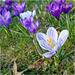 Crocuses 2025 24 Crocuses 2025 24
