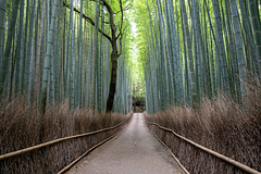 Arashiyama Bamboo Forest