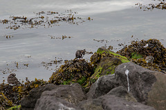 20140907 4793VRAw [NL] Steinwälzer (Arenaria interpres), Terschelling