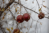 20141202 5899VRAw [TR] Granatapfel (Punica granatum), Aphrodisias