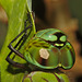 IMG 8437dragonflycloseup 01
