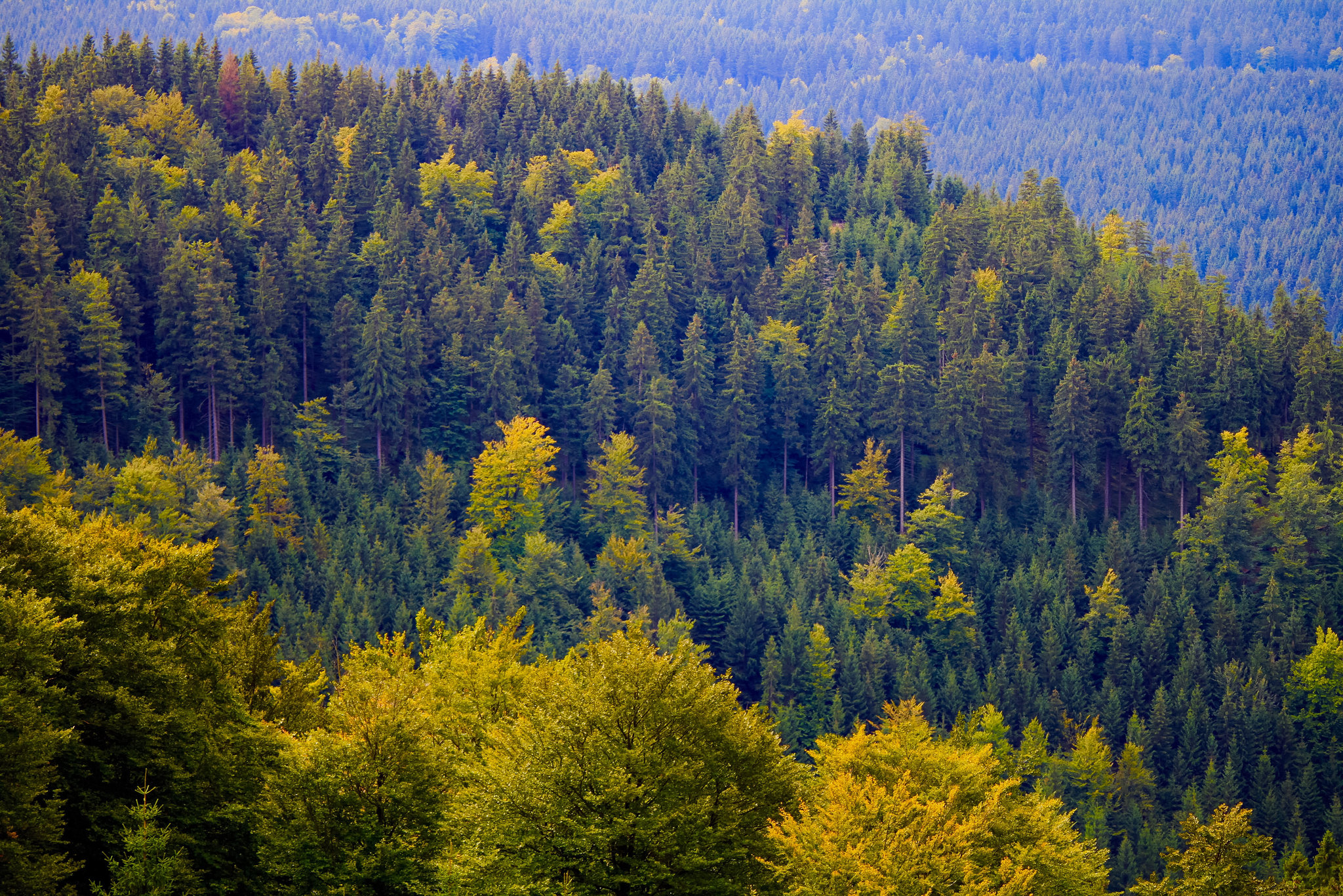 Autumn Trees