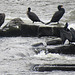 weir on river dee, chester