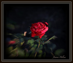 une rose rouge pour vous