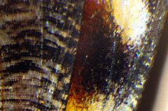 Butterfly wing, micro