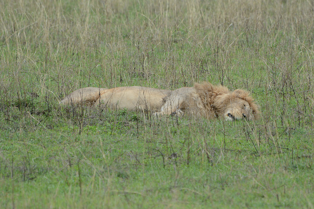 Ngorongoro, The Sleeping Lion