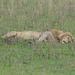 Ngorongoro, The Sleeping Lion