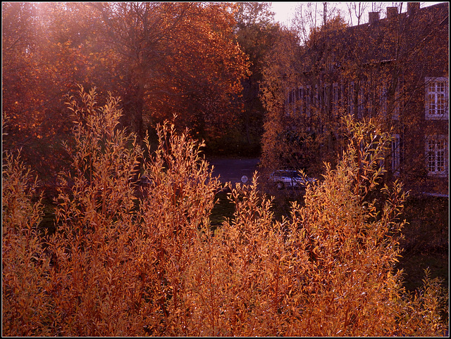 Red Willow