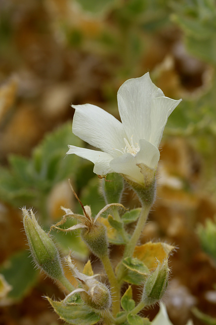 Desert Rock Nettle