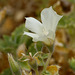 Desert Rock Nettle