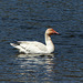 Day 12, Snow Goose, Cap Tourmente