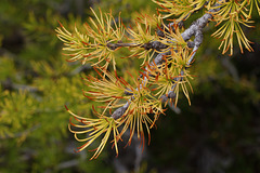 Subalpine Larch