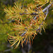 Subalpine Larch