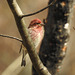 Purple Finch