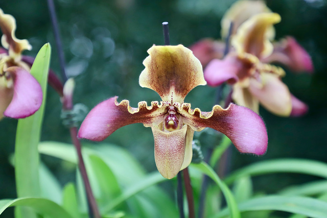 Paph Hirsutissimum var-esquirolei -Volcano Queen pip