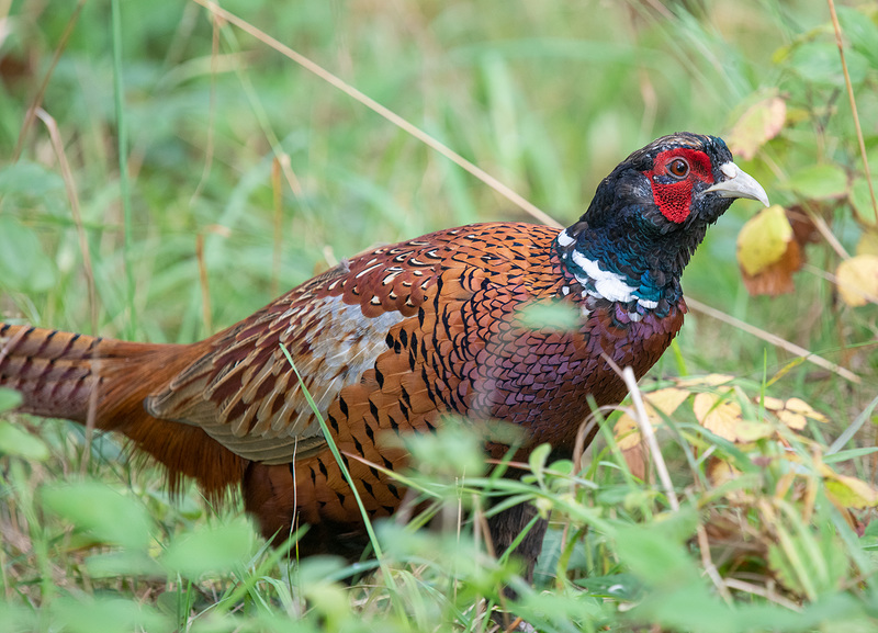 Pheasant