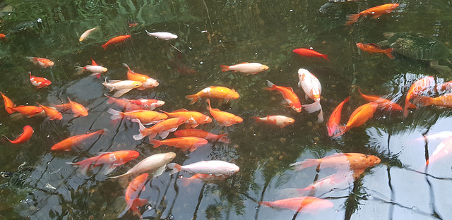 Roath Park Conservatory