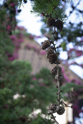 Scavenger Hunt 2020 No.45: a pinecone or acorn