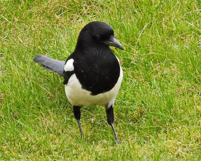 Magpie 2