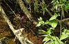 20210609 0712CPw [D~LIP] Habitat, Blauflügel Prachtlibelle, UWZ, Bad Salzuflen