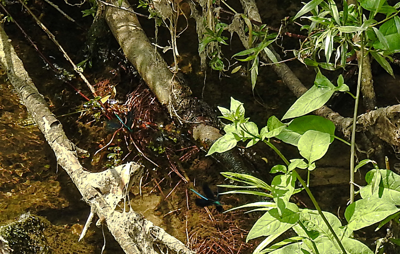 20210609 0712CPw [D~LIP] Habitat, Blauflügel Prachtlibelle, UWZ, Bad Salzuflen