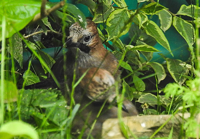 20210705 1253CPw [D~LIP] 2 Eichelhäher (Garrulus glandarius), Bad Salzuflen