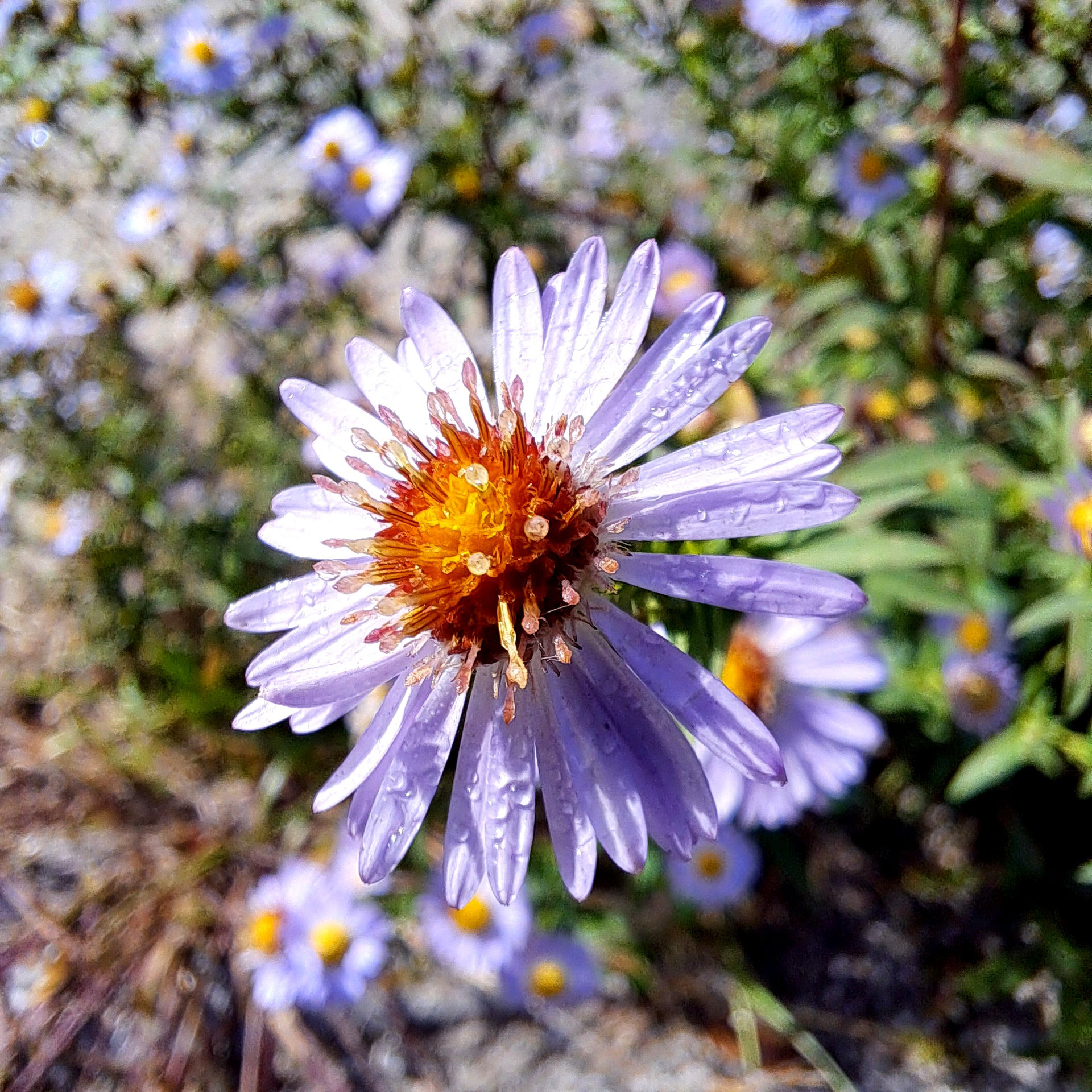 Herbstaster (Symphyotrichum)