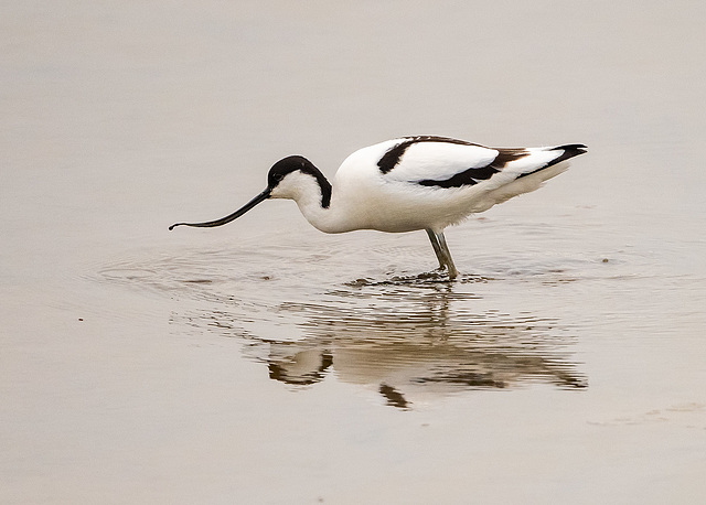 Avocet