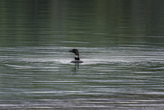 Gemeiner Seetaucher - Common Loon on Lake Annette ... P.i.P. (© Buelipix)