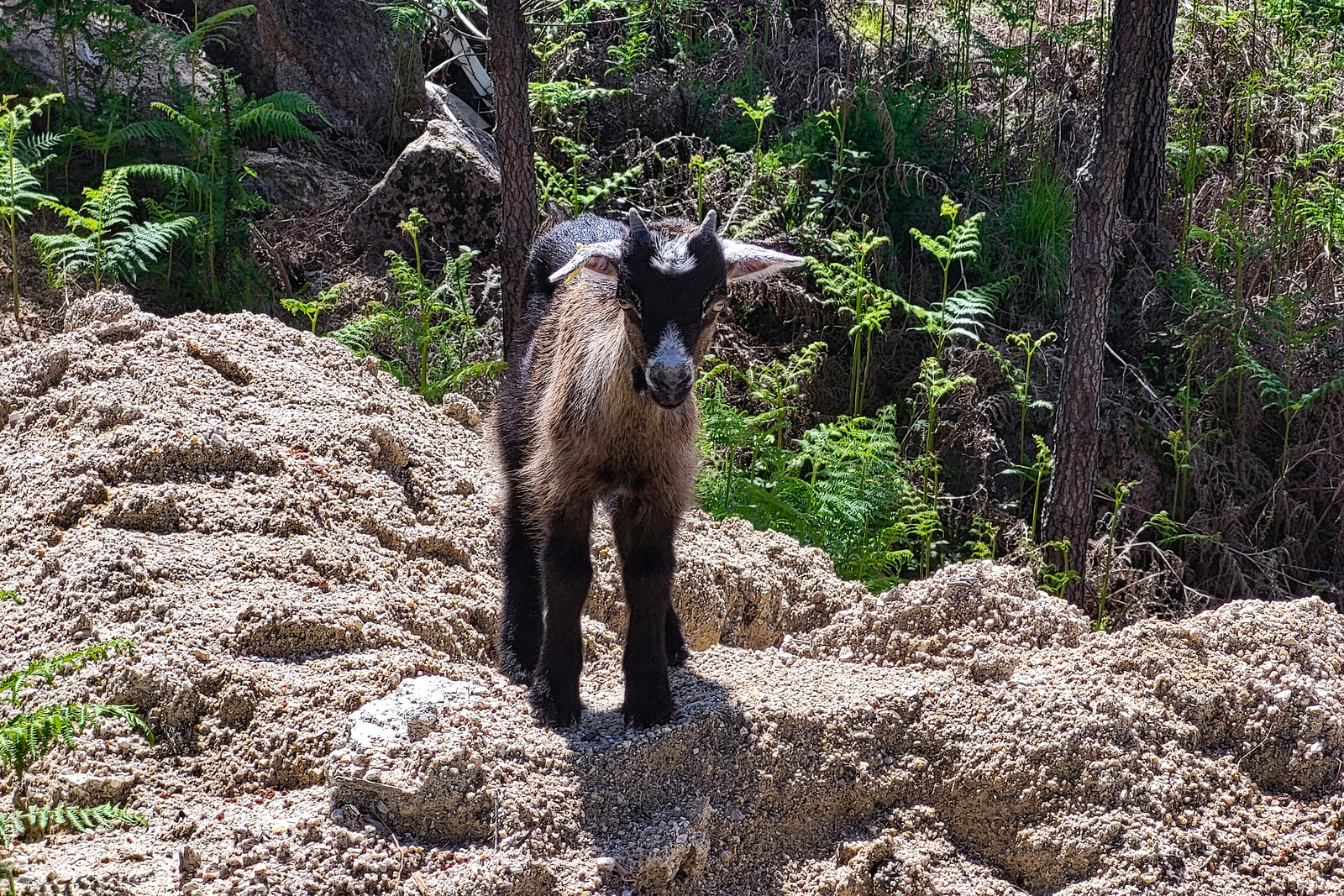 Montalegre, Portugal