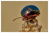Chrysolina peregrina, vue de face