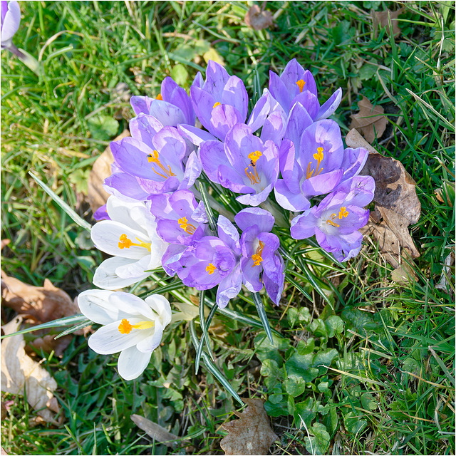 Crocuses 2025 25