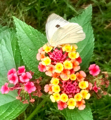 I haven't seen a butterfly in the garden for a long time