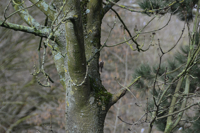 Short-toed Treecreeper