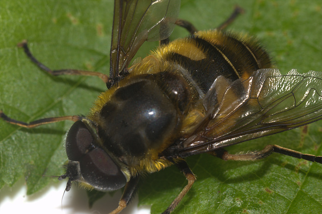 IMG 5021Batman fly PerivaleNatureReserve30May2015 this photo has not been changed in anyway at allCanon550D