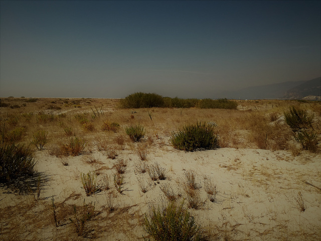 The soul is required to watch the dune's vegetation