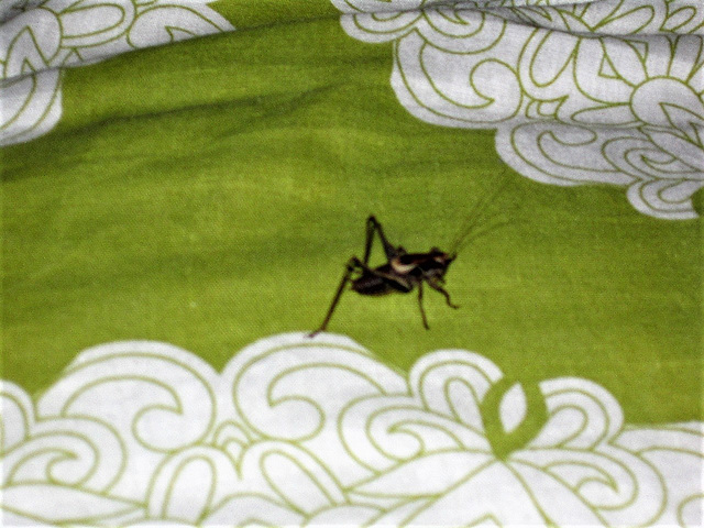 The cricket is still here