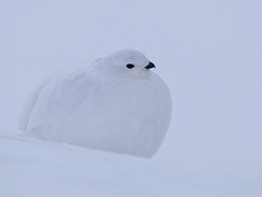 White-tailed Ptarmigan camouflage