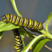 Caterpillar IMG_2074