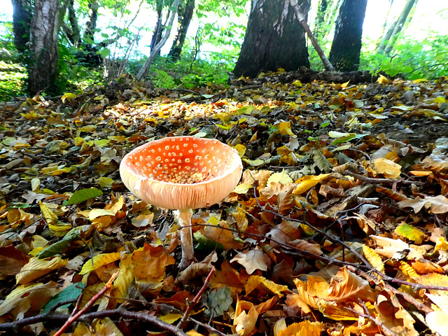 Rood met witte stippen...