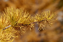 Subalpine Larch