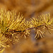 Subalpine Larch