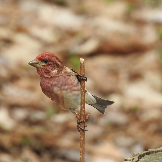 Purple Finch