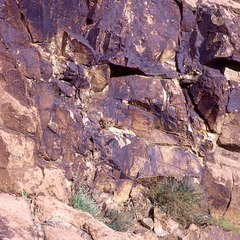 Plants between the rocks Mount Sinai