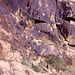 Plants between the rocks Mount Sinai