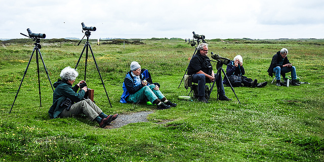 20190614 5288CPw [R~GB] Mittagspause, Castlemartin Range, Wales