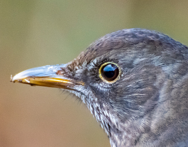 Female blackbird4