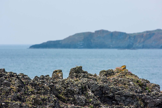 Pillow lava on Ynys Llanddwyn, Anglesey