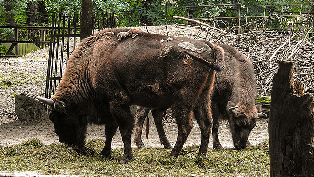 20190907 5961CPw [D~HRO] Wisent (Bison bonasus), Zoo, Rostock