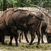 20190907 5961CPw [D~HRO] Wisent (Bison bonasus), Zoo, Rostock